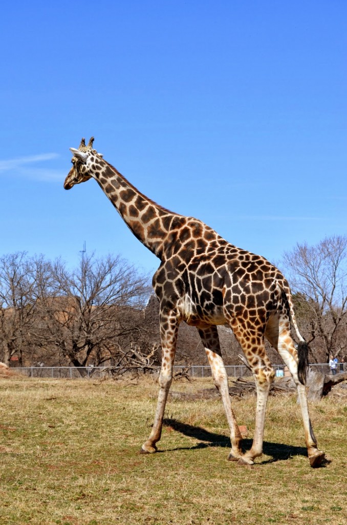 giraffe