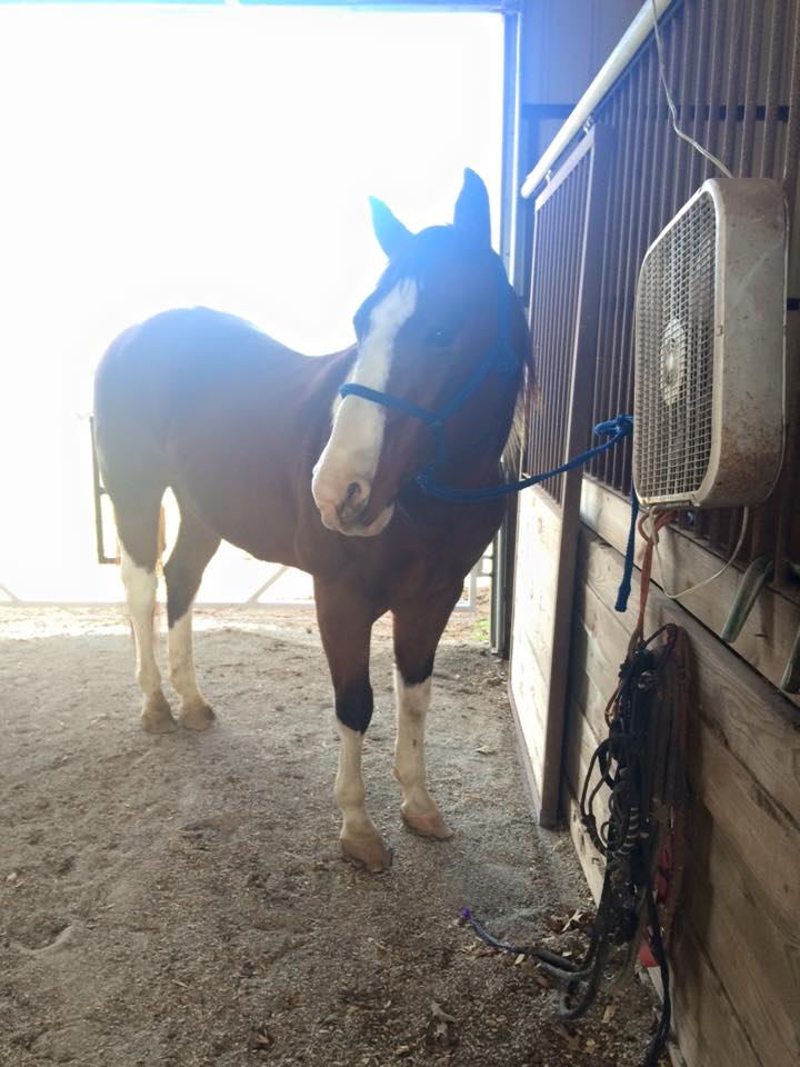 11140269_10153088466085685_2977227017534094064_n