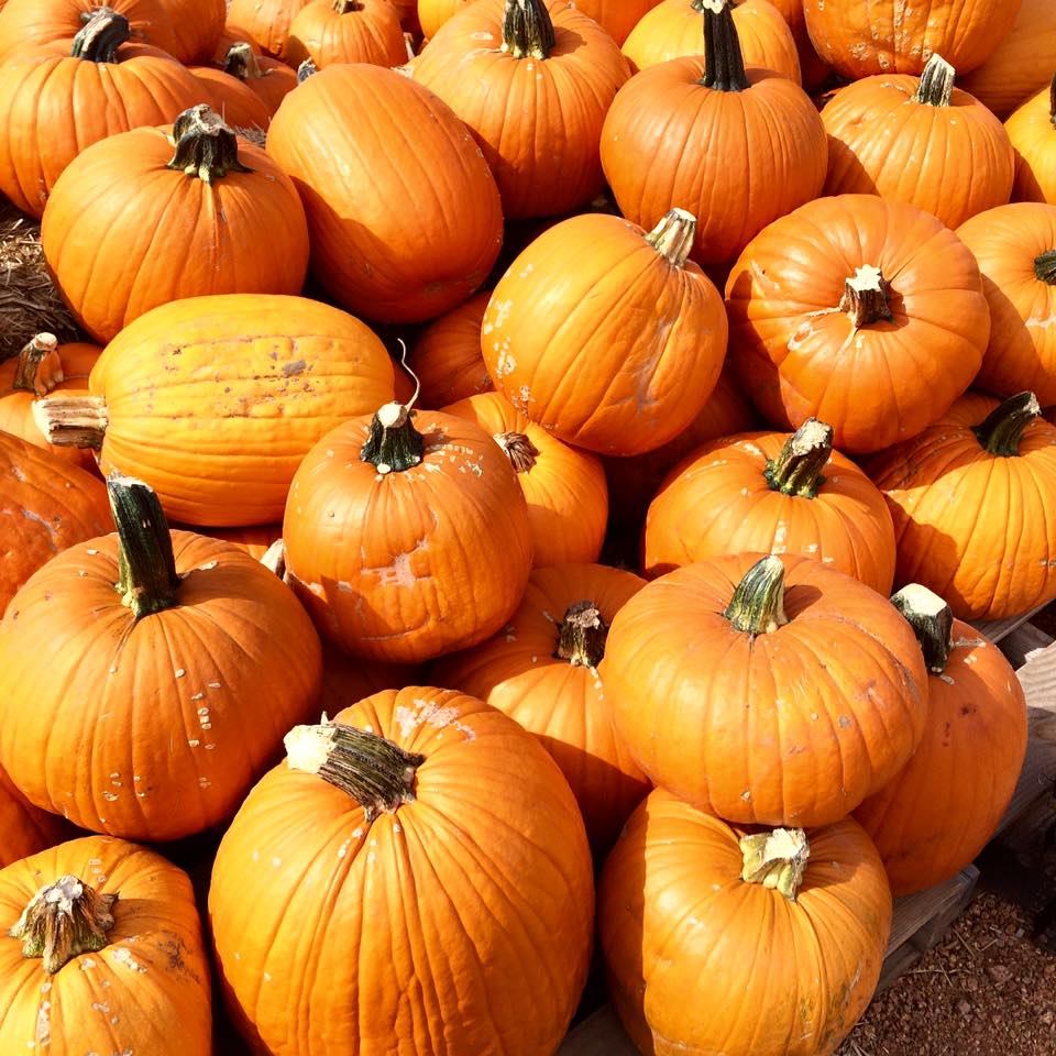 12144716_10153075832780685_8583403632940457364_n